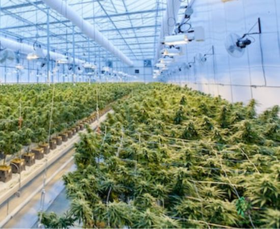 otros casos del cultivo scrog